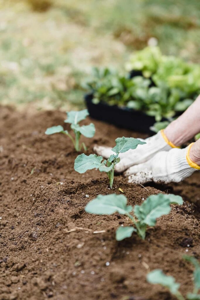 gardening-maintenance-dubai