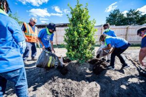 tree planting dubai